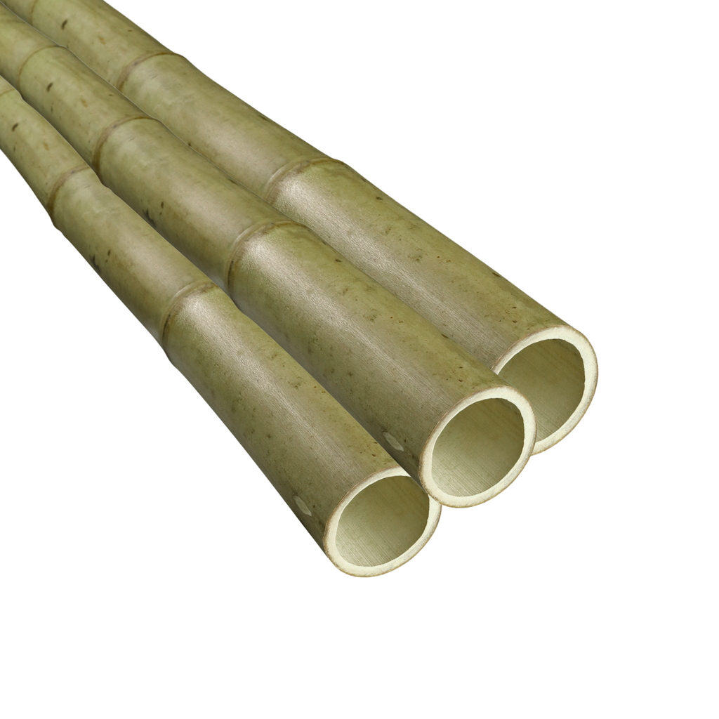 Bamboo